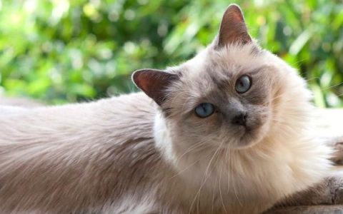 布偶暹罗混种多少钱一只?(饲养布偶暹罗混种的成本清单)