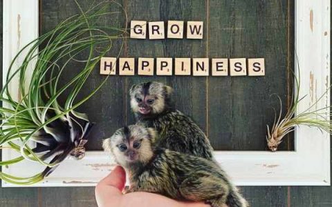 拇指猴要多少钱一只?(拇指猴的寿命最长多少年)