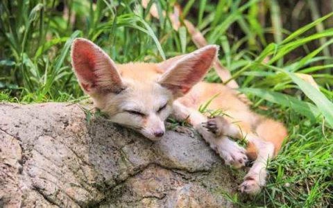 耳廓狐可以当宠物养吗?(耳廓狐可以活多久)