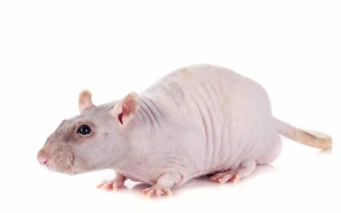 无毛鼠要多少钱一只?(无毛鼠的寿命有多长)