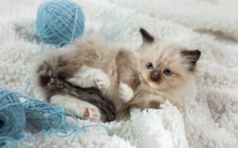 海豹点布偶猫多少钱一只?(初始饲养海豹点布偶猫的成本清单)