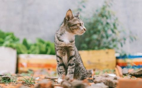 灰虎斑猫的寿命有多长?(关于灰虎斑猫的13个冷知识)