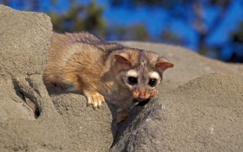 环尾猫的寿命有多长?(环尾猫很稀有吗?)