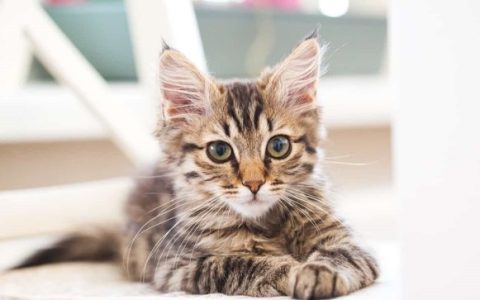 盘点全球出售高质量缅因猫的十大排名地点