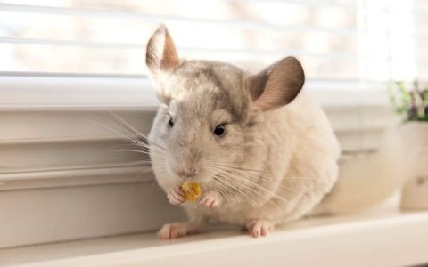 盘点全球出售高质量龙猫的十大排名地点