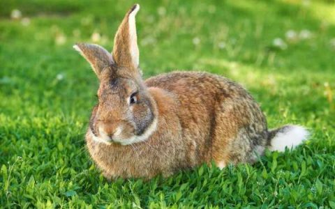 盘点出售高质量佛兰德巨兔前十排名的地点