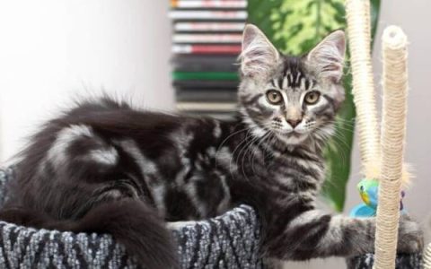 缅因猫多少钱一只?(饲养一只缅因猫的成本清单)