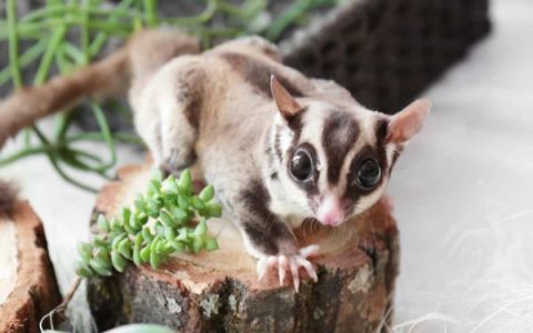 蜜袋鼯要多少钱一只?(蜜袋鼯哪个品种比较贵)