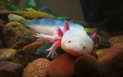 蝾螈作为宠物能活多久?(蝾螈能跟别的鱼一起养么)