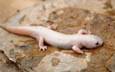 蝾螈可以在陆地上生活吗?(如果蝾螈离开水会发生什么?)