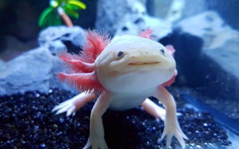 蝾螈可以当宠物吗?(家里养蝾螈合法吗?)