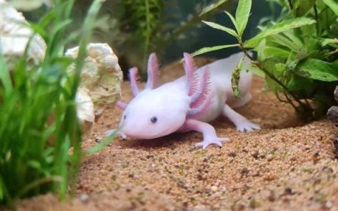 蝾螈的平均寿命有多长?(蝾螈在野外能活多少年)