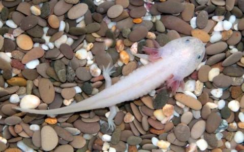 蝾螈能一直养在水里吗?(蝾螈是如何生存的?)