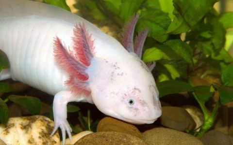 蝾螈通常死于什么?(蝾螈的常见健康问题)