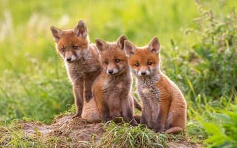 野外的狐狸是如何生存的?(狐狸的生活习性)