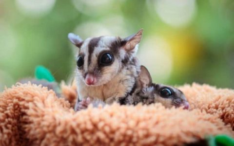 饲养一只蜜袋鼯需要多少钱?(低成本养蜜袋鼯的抠门省钱技巧)