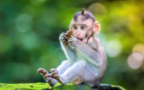 饲养猴子作为宠物合法吗?(常见的猴子种类及其预估价格)