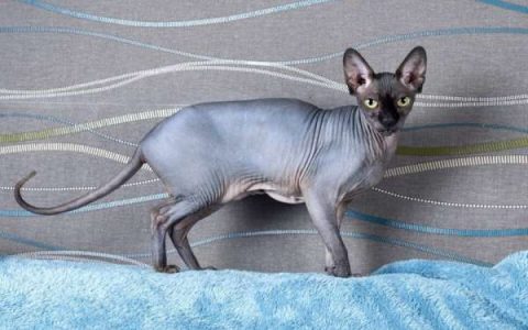 黑斯芬克斯猫多少钱一只?(黑斯芬克斯猫的寿命最长能活多少年)