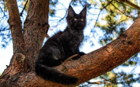 黑色缅因猫多少钱一只?(黑色缅因猫能活多长时间寿命)