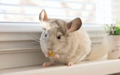 龙猫通常死于什么?(延长龙猫寿命的8个简单技巧)