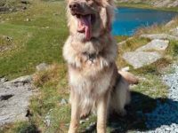 伊莎贝拉德国牧羊犬要多少钱?(养伊莎贝拉德国牧羊犬一年的开销)