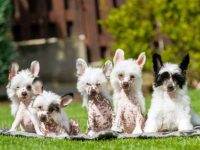 中国冠毛犬要多少钱一只?(影响中国冠毛犬成本的6个原因)