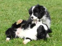 饲养边境牧羊犬每年要多少钱?(贵宾犬的费用清单及省钱技巧)