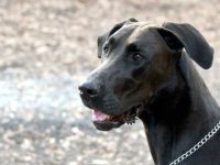 什么是杜宾大丹犬混种?(杜宾大丹犬混血的起源和历史)