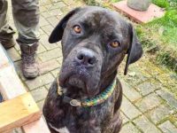 卡斯罗拳师犬混种要多少钱?(卡斯罗拳师犬杂交的优点和缺点)