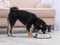 柴犬幼犬一天喂几顿狗粮?(柴犬的喂食建议及技巧)