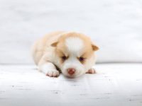 一只庞斯基小狗要多少钱?(饲养庞斯基犬每年的成本花费)