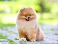 收养一只博美犬需要多少钱?(领养博美犬的方法与技巧)