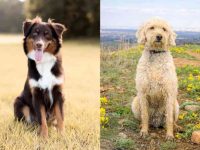 什么是澳大利亚牧羊犬金毛混种?(澳牧金毛杂交的起源和历史)