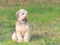 软毛麦色梗要多少钱一只?(影响软毛麦色梗价格差异的因素)