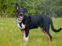 什么是三色边境牧羊犬?(三色边境牧羊犬稀有吗?)