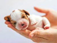 “幼崽”的真正含义是什么?(关于幼崽的常见误解)