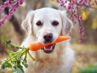 拉布拉多吃什么狗粮有营养?(拉布拉多不能吃的食物清单)