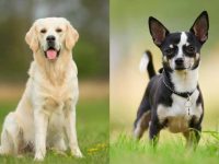 什么是金毛吉娃娃混种犬?(金毛吉娃娃杂交的起源和历史)