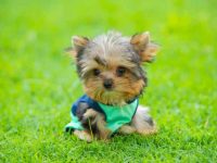 茶杯约克夏幼犬多少钱一只?(影响茶杯约克夏价格差异的因素)