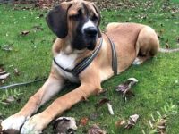 一只大丹犬圣伯纳犬混种要多少钱?(大丹犬圣伯纳犬混血的优缺点)