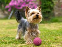 约克夏犬要多少钱一只?(影响约克夏犬的价格差异及原因)