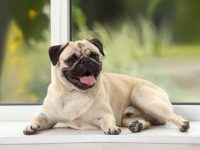 什么是小鹿哈巴狗?(小鹿哈巴狗的寿命一般能活多少年)