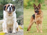 什么是圣伯纳德国牧羊犬混种?(圣伯纳德国牧羊犬杂交起源和历史)