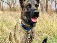 荷兰牧羊犬比利时玛利诺犬混种价格是多少?