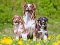 澳大利亚牧羊犬的价格是多少?(影响澳大利亚牧羊犬成本差异的因素)