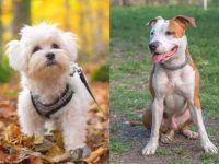 什么是马耳他斗牛犬混种?(马耳他斗牛犬杂交的起源和历史)