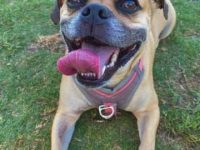 比特犬哈巴狗杂交多少钱一只?(比特犬哈巴狗混血的优缺点)