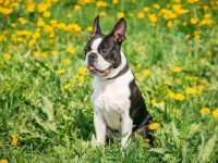 养一只波士顿梗犬每年要花多少钱?(波士顿梗日常生活省钱秘籍)