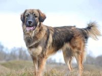 大比利牛斯边境牧羊犬混种多少钱?(比利牛斯边境牧羊犬的优缺点)