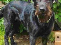 德国牧羊犬金毛混血多少钱一只?(金毛德国牧羊犬的优缺点)